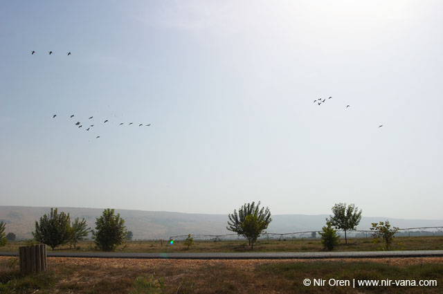 Birds of Passage in Agmon Hachula (A Lake in the Galilee) / October 2004
