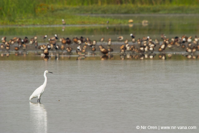 Birds of Passage in Agmon Hachula (A Lake in the Galilee) / October 2004