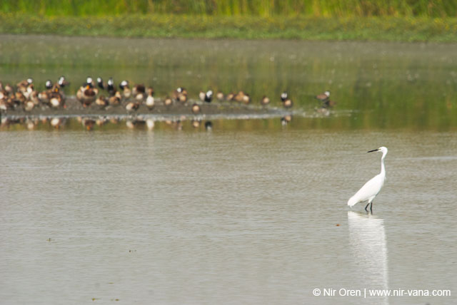 Birds of Passage in Agmon Hachula (A Lake in the Galilee) / October 2004