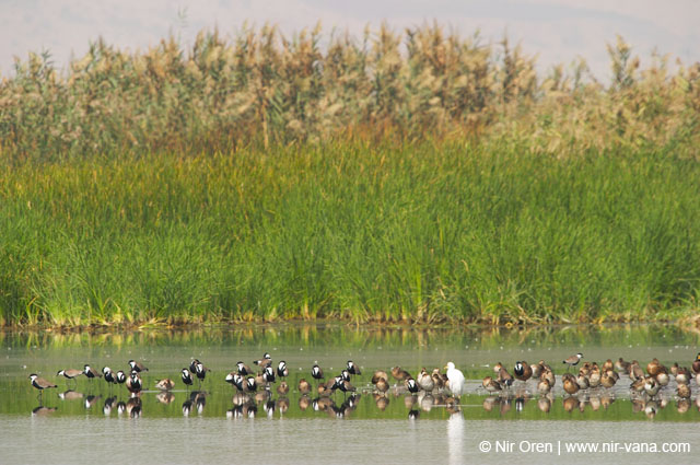 Birds of Passage in Agmon Hachula (A Lake in the Galilee) / October 2004
