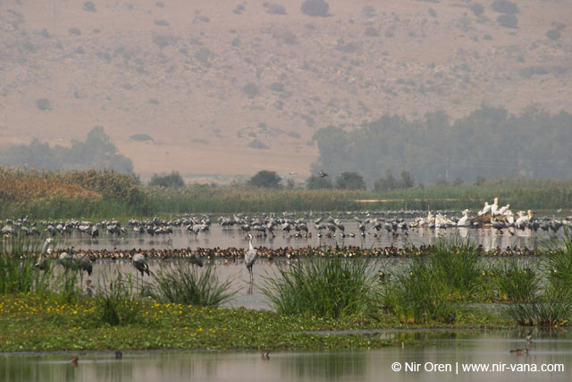 Birds of Passage in Agmon Hachula (A Lake in the Galilee) / October 2004