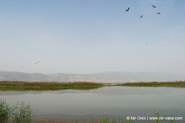 Birds of Passage in Agmon Hachula (A Lake in the Galilee) / October 2004