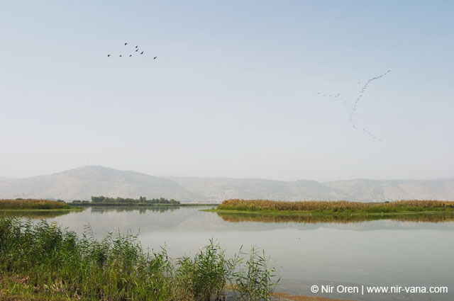 Birds of Passage in Agmon Hachula (A Lake in the Galilee) / October 2004