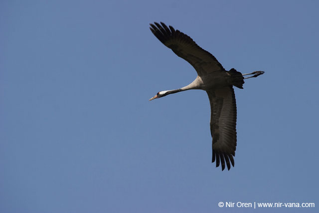 Birds of Passage in Agmon Hachula (A Lake in the Galilee) / October 2004
