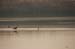 Birds of Passage in Agmon Hachula (A Lake in the Galilee) / October 2004