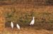Birds of Passage in Agmon Hachula (A Lake in the Galilee) / October 2004