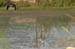 Birds of Passage in Agmon Hachula (A Lake in the Galilee) / October 2004