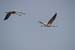 Birds of Passage in Agmon Hachula (A Lake in the Galilee) / October 2004