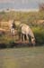 Birds of Passage in Agmon Hachula (A Lake in the Galilee) / October 2004