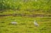 Birds of Passage in Agmon Hachula (A Lake in the Galilee) / October 2004