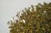Birds of Passage in Agmon Hachula (A Lake in the Galilee) / October 2004