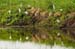 Birds of Passage in Agmon Hachula (A Lake in the Galilee) / October 2004