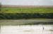 Birds of Passage in Agmon Hachula (A Lake in the Galilee) / October 2004