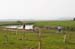 Birds of Passage in Agmon Hachula (A Lake in the Galilee) / October 2004