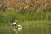 Birds of Passage in Agmon Hachula (A Lake in the Galilee) / October 2004