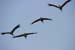 Birds of Passage in Agmon Hachula (A Lake in the Galilee) / October 2004