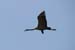 Birds of Passage in Agmon Hachula (A Lake in the Galilee) / October 2004