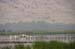 Birds of Passage in Agmon Hachula (A Lake in the Galilee) / October 2004