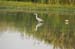 Birds of Passage in Agmon Hachula (A Lake in the Galilee) / October 2004