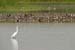 Birds of Passage in Agmon Hachula (A Lake in the Galilee) / October 2004