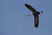 Birds of Passage in Agmon Hachula (A Lake in the Galilee) / October 2004