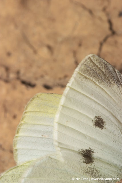 Caterpillars in Beeri Nature Reserve