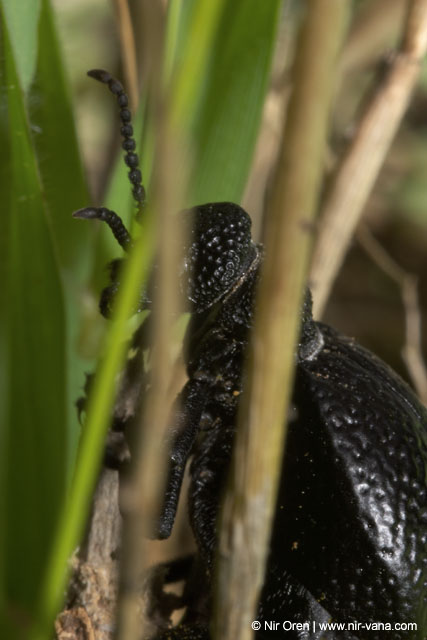 Caterpillars in Beeri Nature Reserve