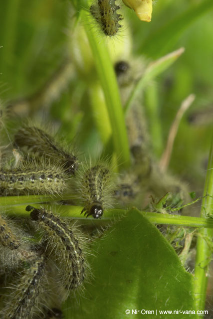 Caterpillars in Beeri Nature Reserve
