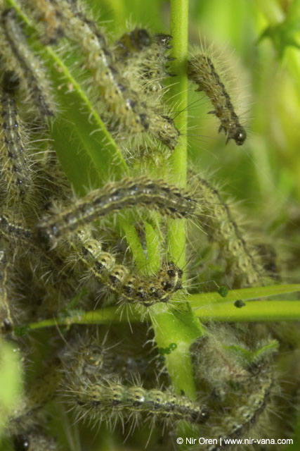 Caterpillars in Beeri Nature Reserve