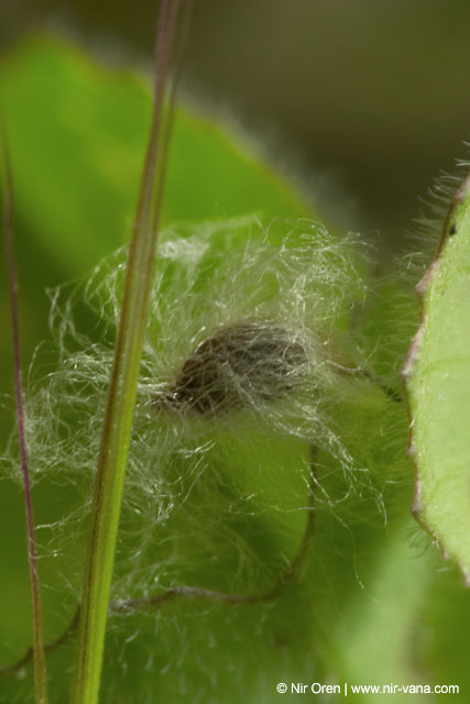 Caterpillars in Beeri Nature Reserve