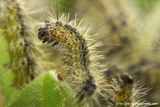 Caterpillars in Beeri Nature Reserve