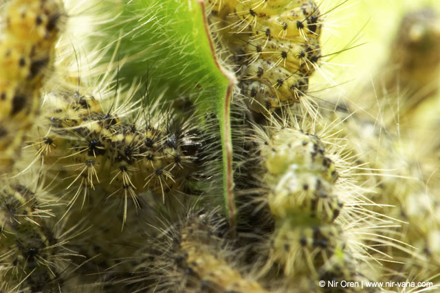 Caterpillars in Beeri Nature Reserve