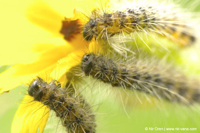 Caterpillars in Beeri Nature Reserve