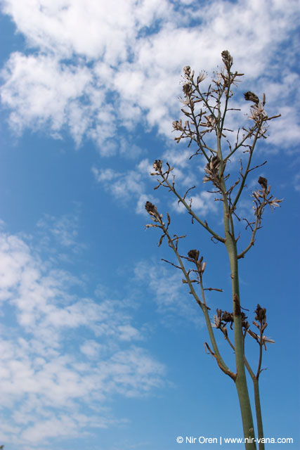 Caterpillars in Beeri Nature Reserve