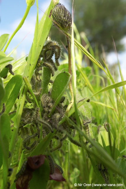 Caterpillars in Beeri Nature Reserve