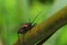 Caterpillars in Beeri Nature Reserve