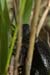 Caterpillars in Beeri Nature Reserve