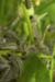 Caterpillars in Beeri Nature Reserve