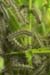 Caterpillars in Beeri Nature Reserve
