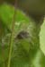 Caterpillars in Beeri Nature Reserve