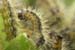 Caterpillars in Beeri Nature Reserve