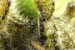 Caterpillars in Beeri Nature Reserve