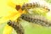 Caterpillars in Beeri Nature Reserve