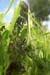 Caterpillars in Beeri Nature Reserve