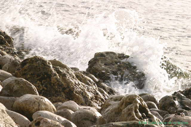 Crabs on the beach / February 2004