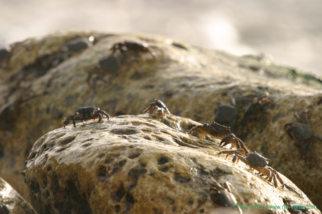 Crabs on the beach / February 2004