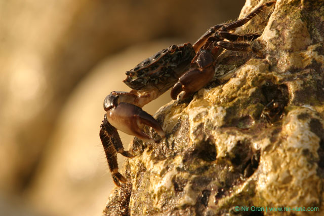 Crabs on the beach / February 2004