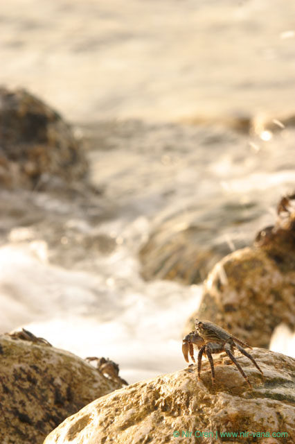Crabs on the beach / February 2004