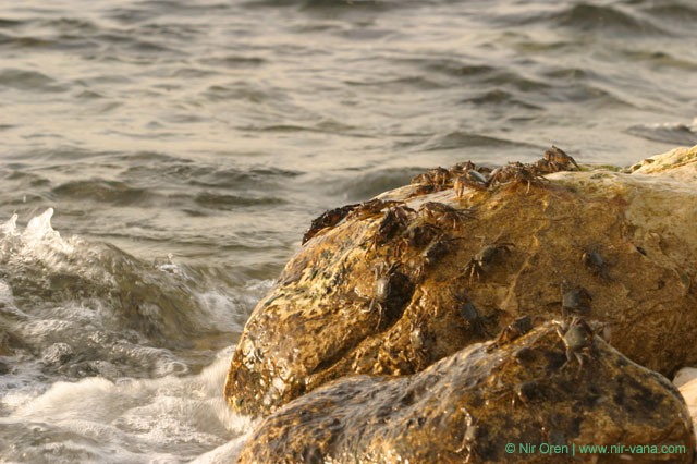 Crabs on the beach / February 2004