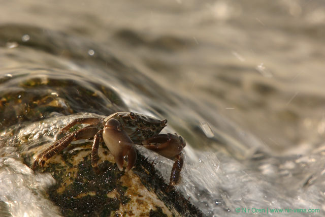 Crabs on the beach / February 2004